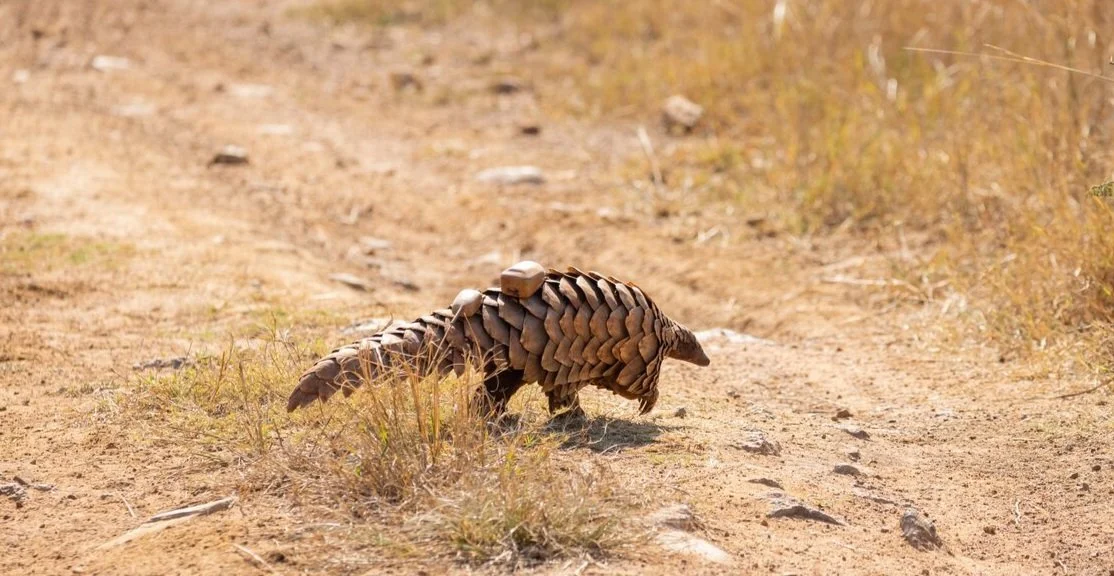 POSITIVITY FOR PANGOLINS — Wild Tomorrow
